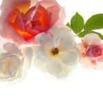 Pink and white spring roses on a white background